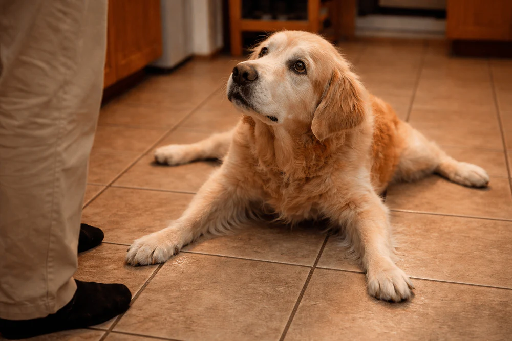 Senior golden retriever splayed on kitchen tile, looking up at owner